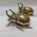 Brass Rhino Beetle - Gold Decor ColCam   